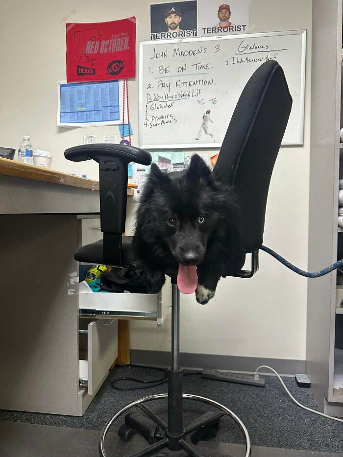 Black dog with tongue out sitting on office chair in a room, showing how dogs make our lives better.