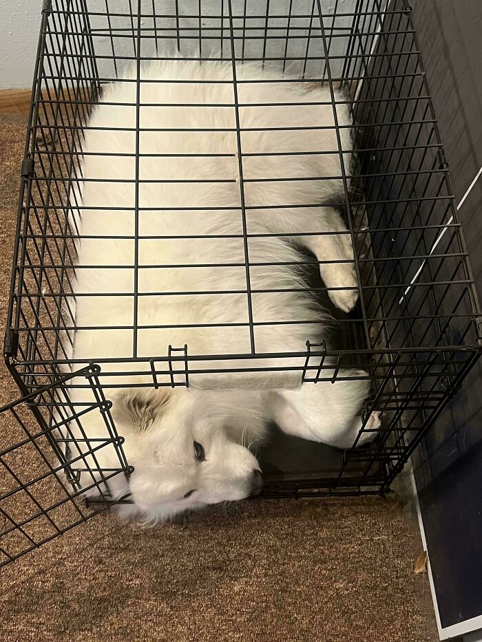 White fluffy dog resting inside a metal crate showing how dogs make our lives better with their comforting presence.