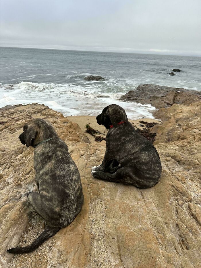 Two brindle dogs sitting on rocky shore, looking out at ocean waves on a cloudy day, showing dogs make life better.