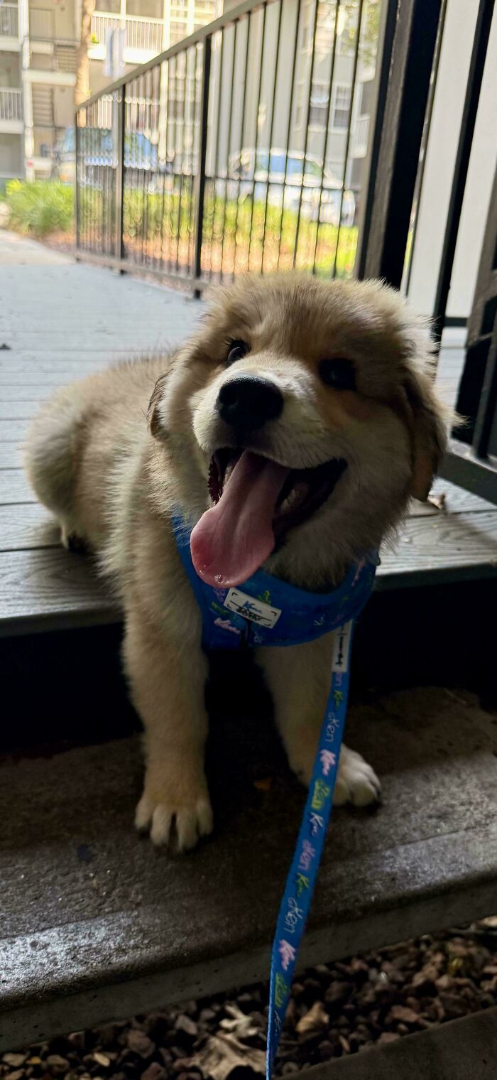 Happy fluffy dog puppy with tongue out wearing a colorful leash, showing how dogs make our lives better outdoors.
