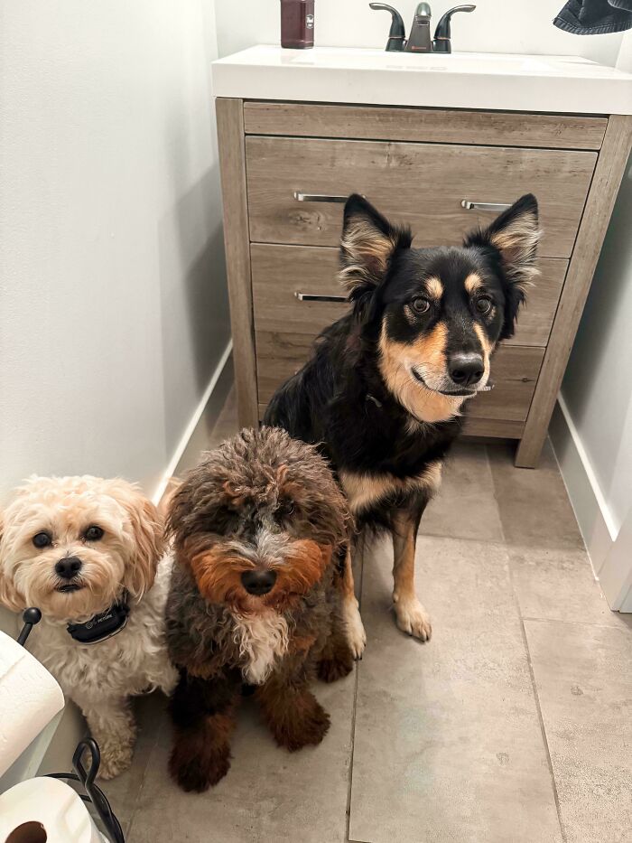Three dogs sitting closely together on a bathroom floor, showing how dogs make our lives better with their presence.