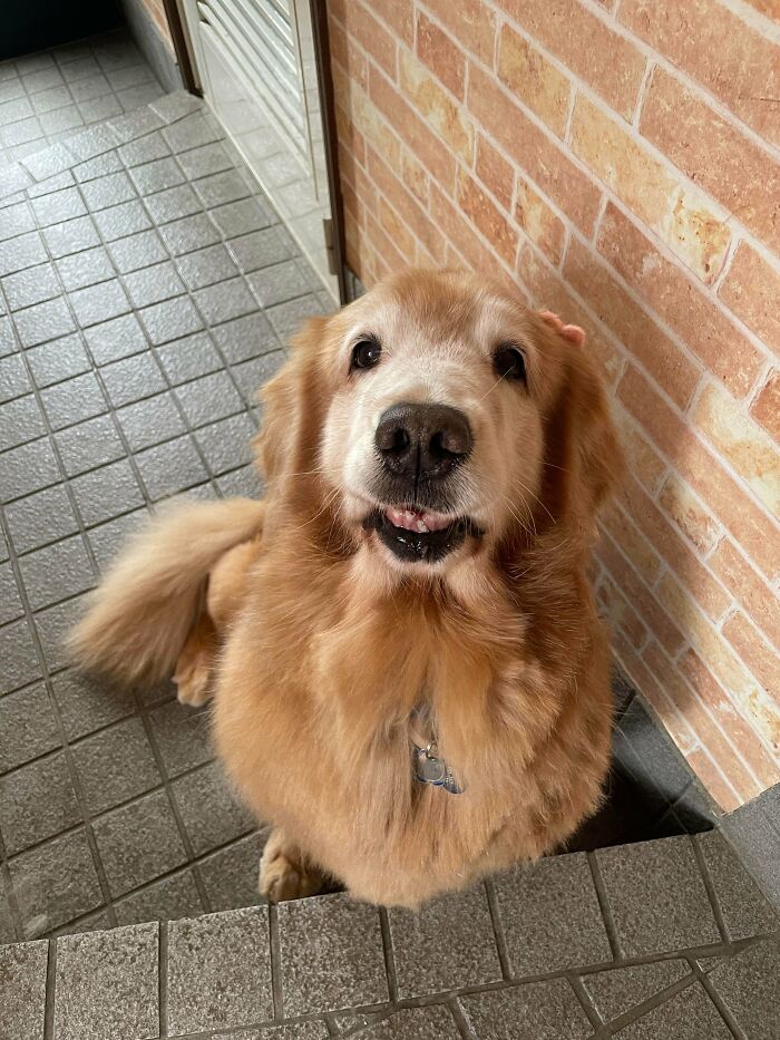 Golden retriever sitting on tiled steps near brick wall, showing happy expression that proves dogs make our lives better.