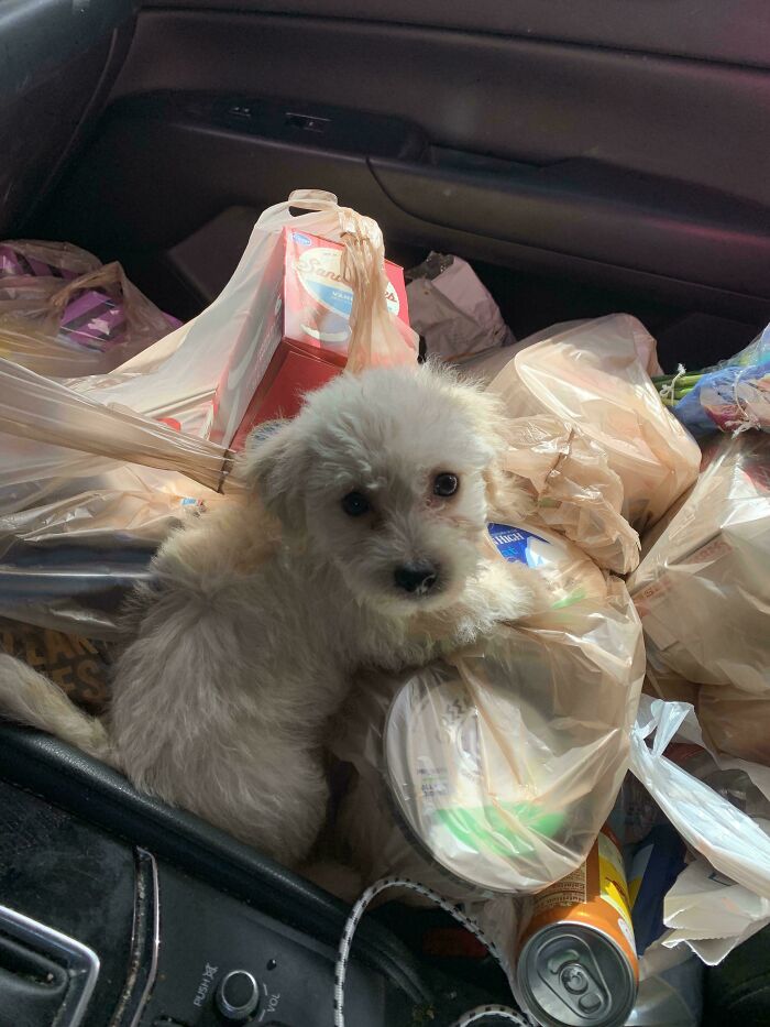 Small fluffy dog sitting among grocery bags inside a car, showing how dogs make our lives better.