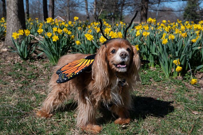 Cute dog wearing butterfly wings costume outdoors near blooming yellow flowers, showing how dogs make our lives better.
