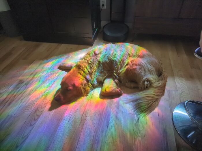 Golden retriever dog lying on wooden floor illuminated by colorful rainbow light, showing dogs make our lives better.