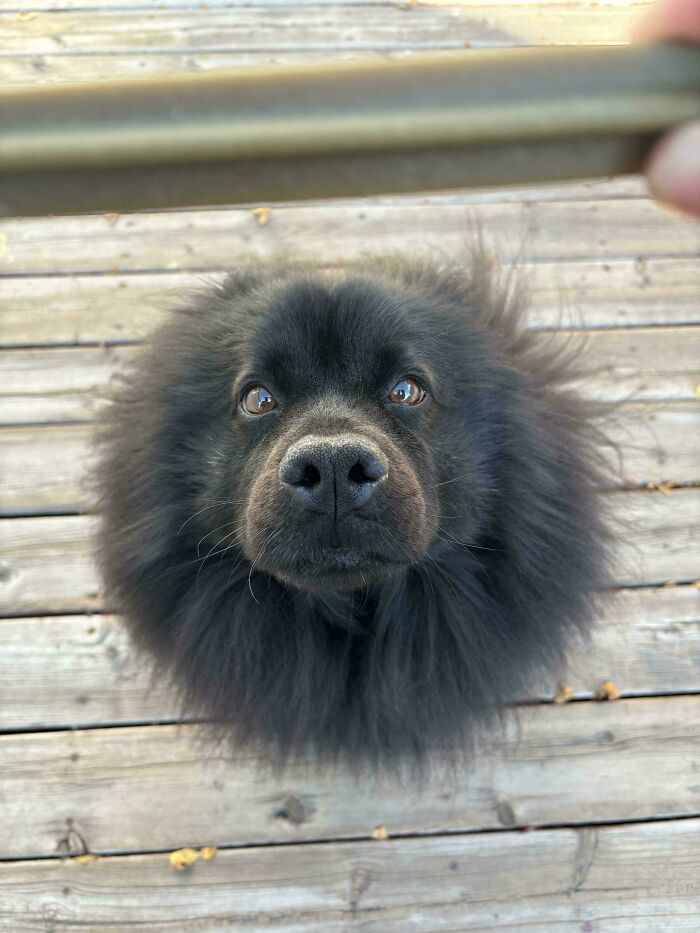 Close-up of a fluffy black dog looking up on a wooden deck, showcasing the joy dogs bring to our lives.