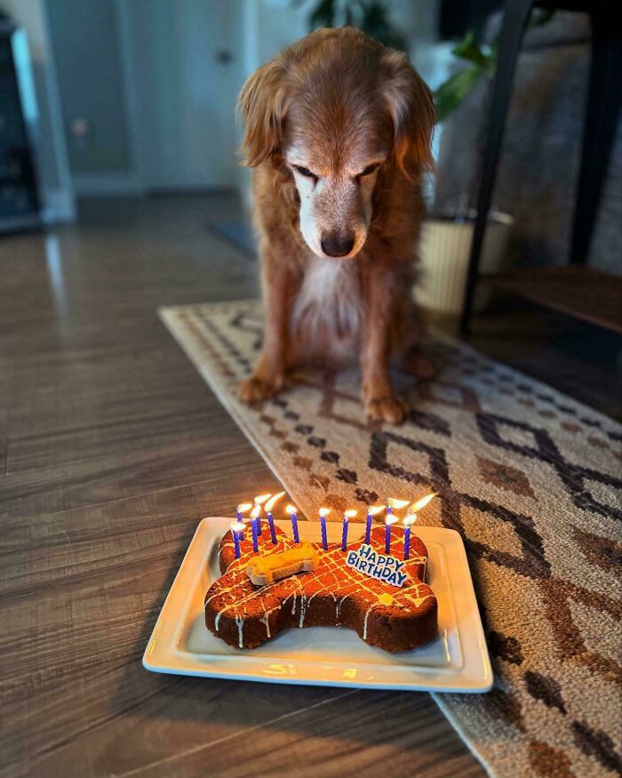Golden retriever looking at a dog-shaped birthday cake with candles, showcasing how dogs make our lives better.