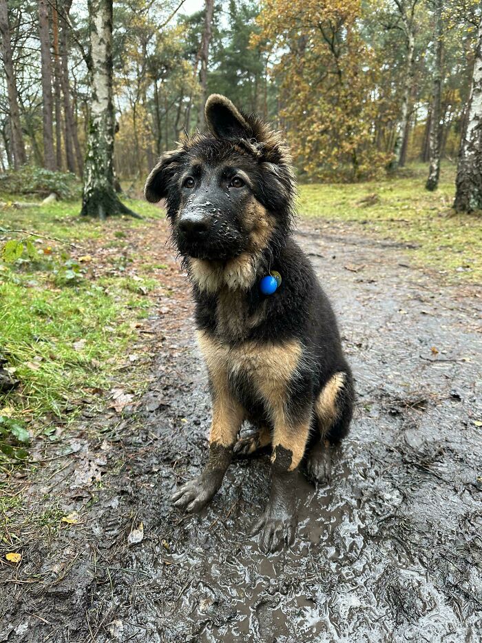 German Shepherd puppy sitting in a muddy puddle in woods, showing how dogs make our lives better with playful moments outdoors