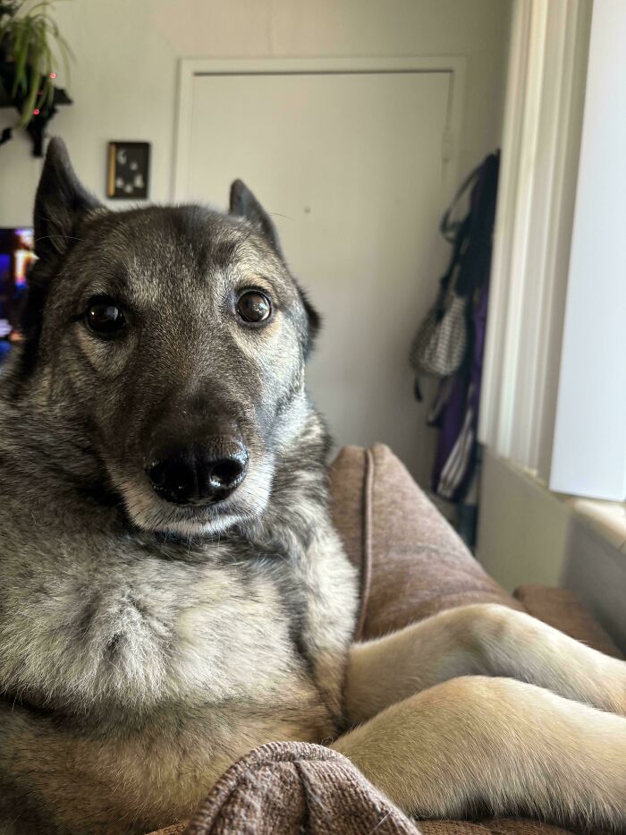 Close-up of a dog relaxing on a couch, showing why dogs make our lives better with their calm and loving presence.