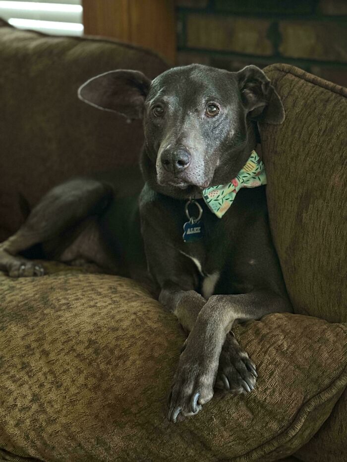Black dog wearing a colorful bow tie, relaxing on a brown couch, showing how dogs make our lives better.