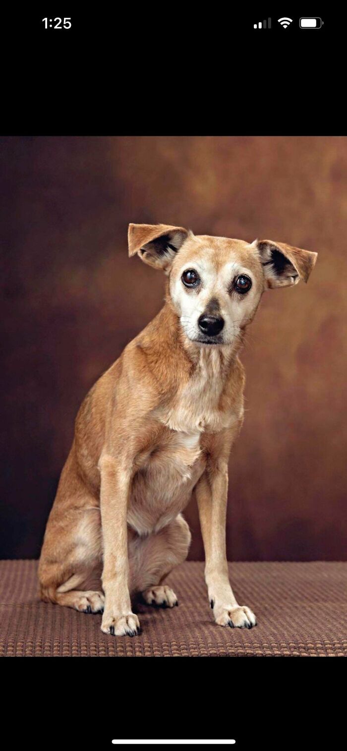 Small tan dog sitting on textured brown surface with warm brown background, showing how dogs make our lives better.