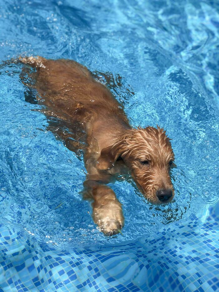 Puppy swimming in a clear blue pool, showing how dogs make our lives better with joyful moments.
