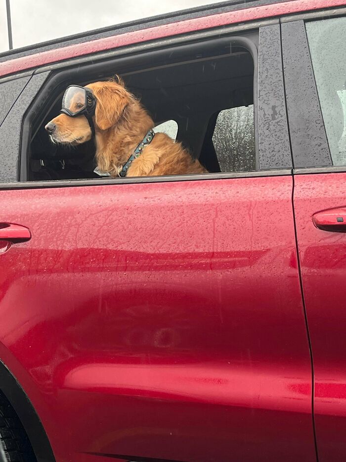 Golden retriever wearing goggles looks out the window of a red car on a rainy day, showing dogs make our lives better.