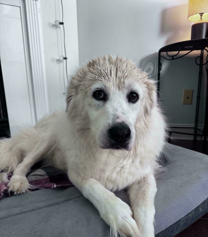 White fluffy dog with wet fur lying indoors on a dog bed, showcasing how dogs make our lives better and bring joy.