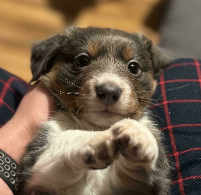 Close-up of a cute puppy held in hands, showing why dogs make our lives better with their affectionate nature.
