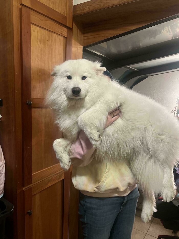 Person holding a large fluffy white dog indoors, showing how dogs make our lives better with their joyful presence