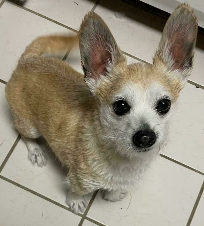 Small dog with large ears and expressive eyes sitting on white tiled floor, showing why dogs make our lives better.
