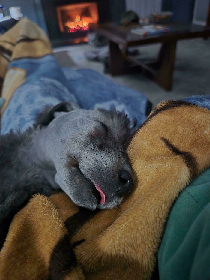 Sleeping dog cuddled by a cozy blanket on a couch near a warm fireplace, showing how dogs make our lives better.