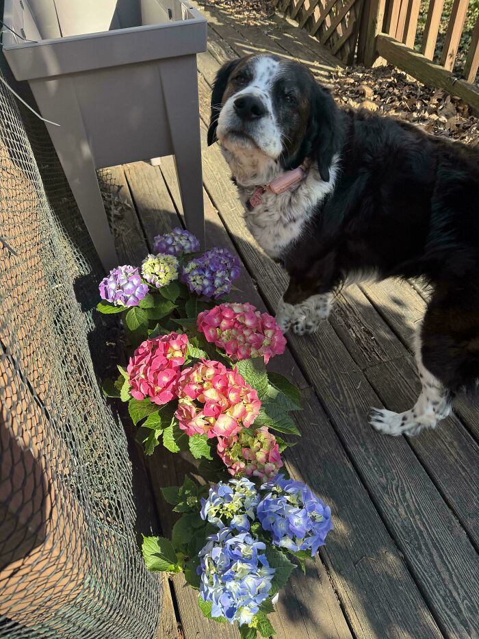 Black and white dog standing on wooden deck near colorful hydrangea flowers showing how dogs make our lives better.