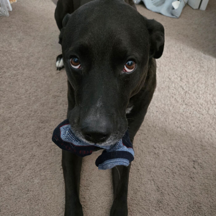 Black dog holding a sock in its mouth indoors on a carpet, showing how dogs make our lives better with their playful nature.