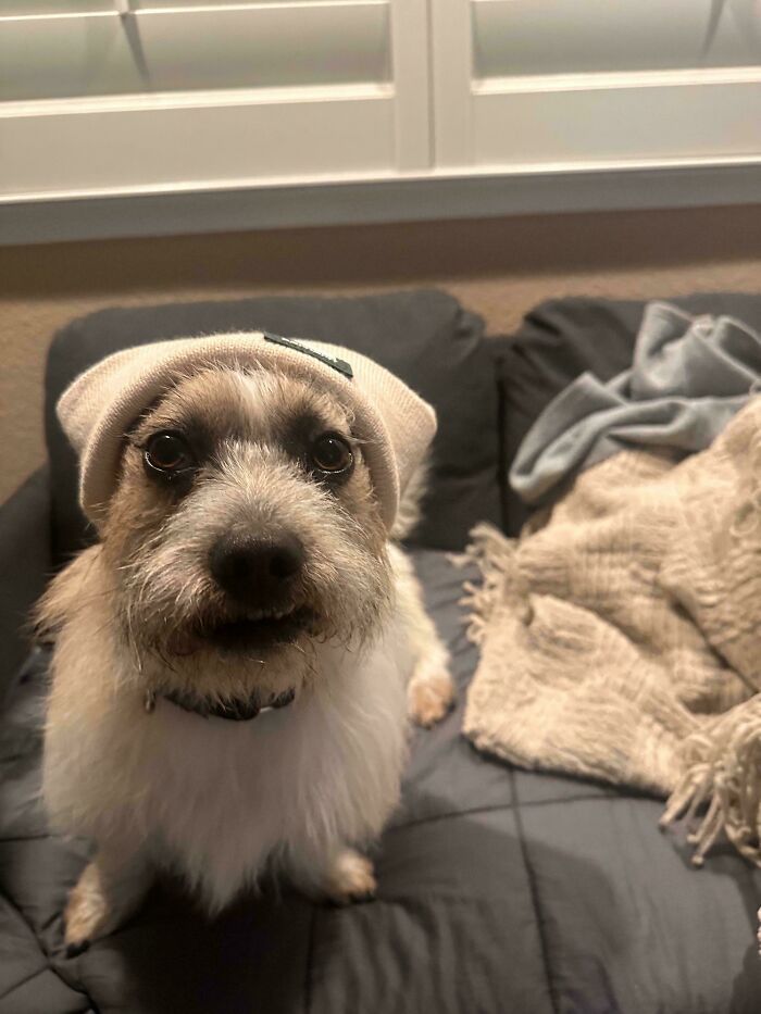 Small dog wearing a beanie sitting on a couch surrounded by blankets, showing how dogs make our lives better.