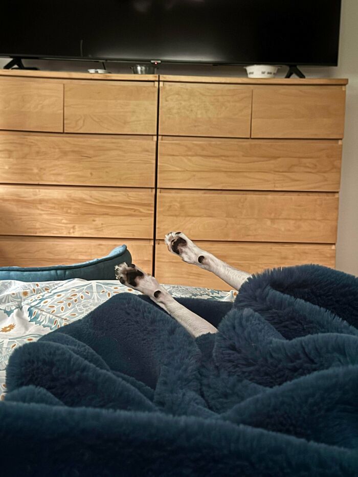 Dog legs sticking out from under a dark blue blanket on a bed, showing how dogs make our lives better.