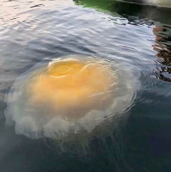 Large translucent jellyfish with yellow center floating in calm water, illustrating forbidden foods to resist eating.