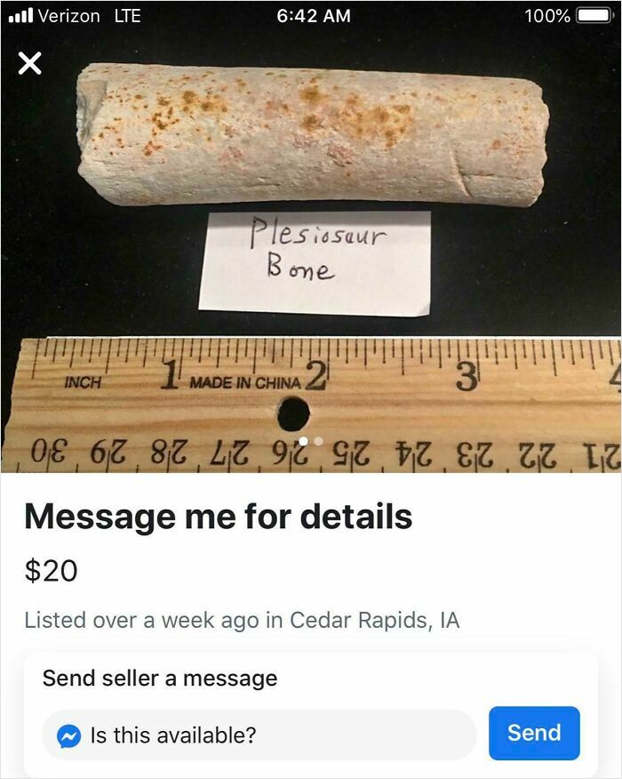 Plesiosaur bone next to a wooden ruler measuring about 3 inches, related to forbidden foods concept in unusual items.