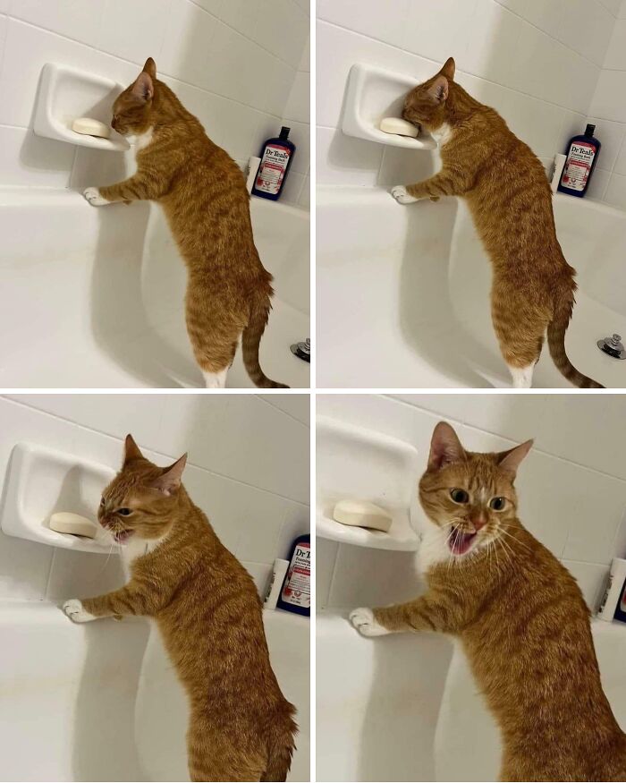 Orange tabby cat trying to eat soap in bathroom, illustrating a warning about forbidden foods to resist for your own good.