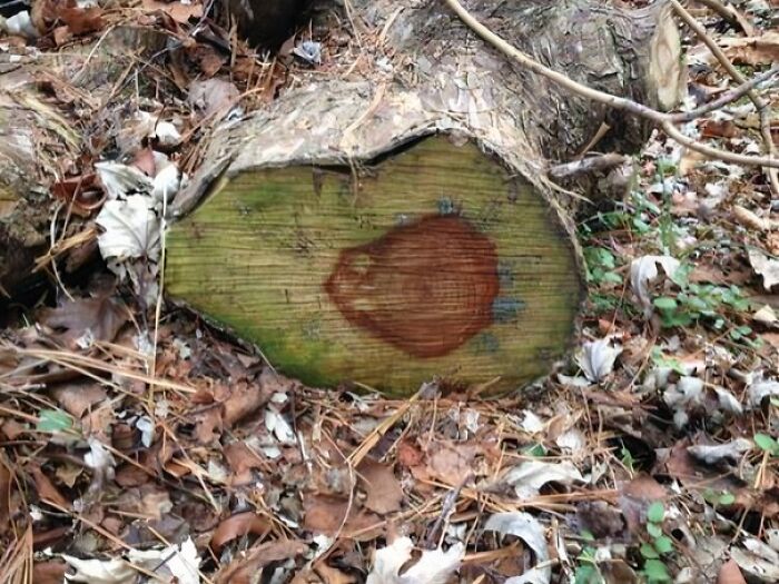 Close-up of cut tree stump in forest floor covered with leaves, illustrating natural decay and forbidden foods concept.