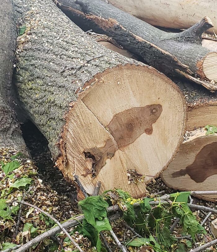 Close-up of cut tree logs and branches surrounded by green leaves, illustrating forbidden foods to resist eating.