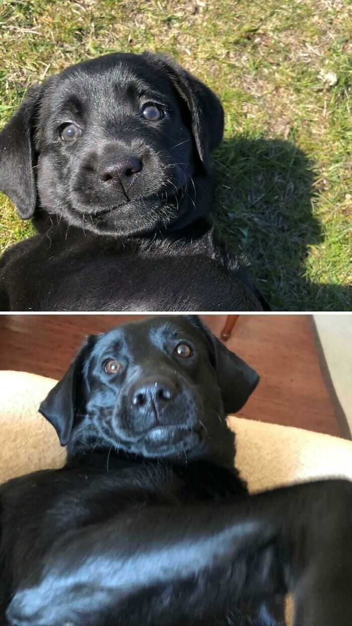 Two black Labrador retrievers lying down, showing how dogs make our lives better with joyful expressions.