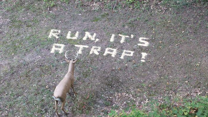 Deer approaching fake trap sign made of letters on grass, showcasing playful and wholesome moments men never grow up.