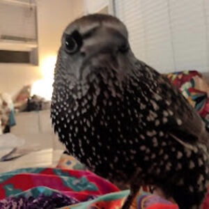 mylittlehouseofrescues avatar