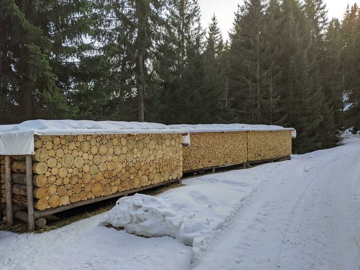 Neatly stacked firewood perfectly aligned under a white cover beside a snowy path surrounded by tall pine trees.