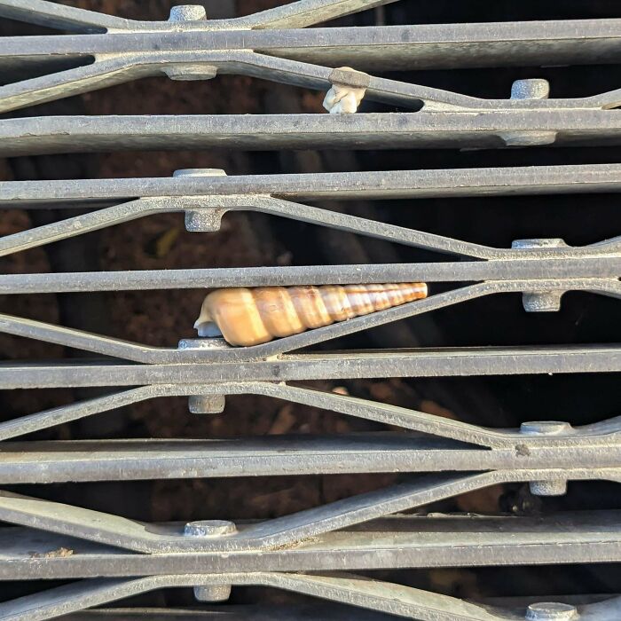 Seashell perfectly aligned and wedged between metal grate bars, illustrating things aligned so perfectly.