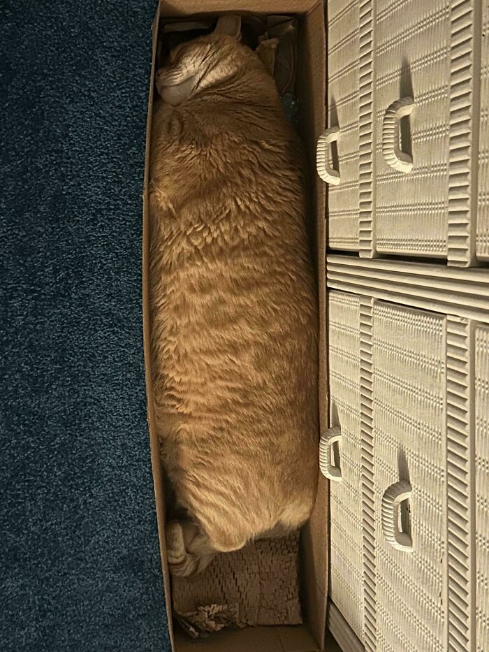 Orange cat perfectly aligned inside a narrow cardboard box next to wicker drawers on a blue carpet floor.