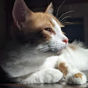 emileemartin_2 avatar