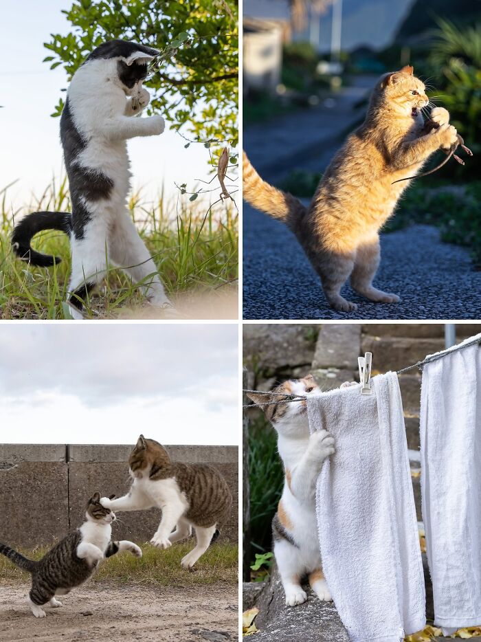 Cats in various playful poses outdoors, highlighting unique behavior and moments captured in photos.