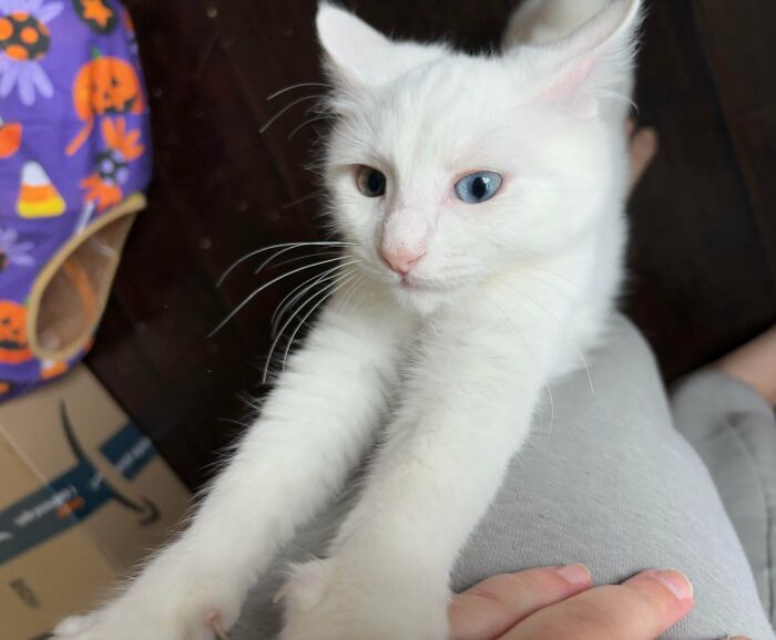 White kitten with blue eyes stretching on a lap, one of the cutest foster animals in a cozy indoor setting.