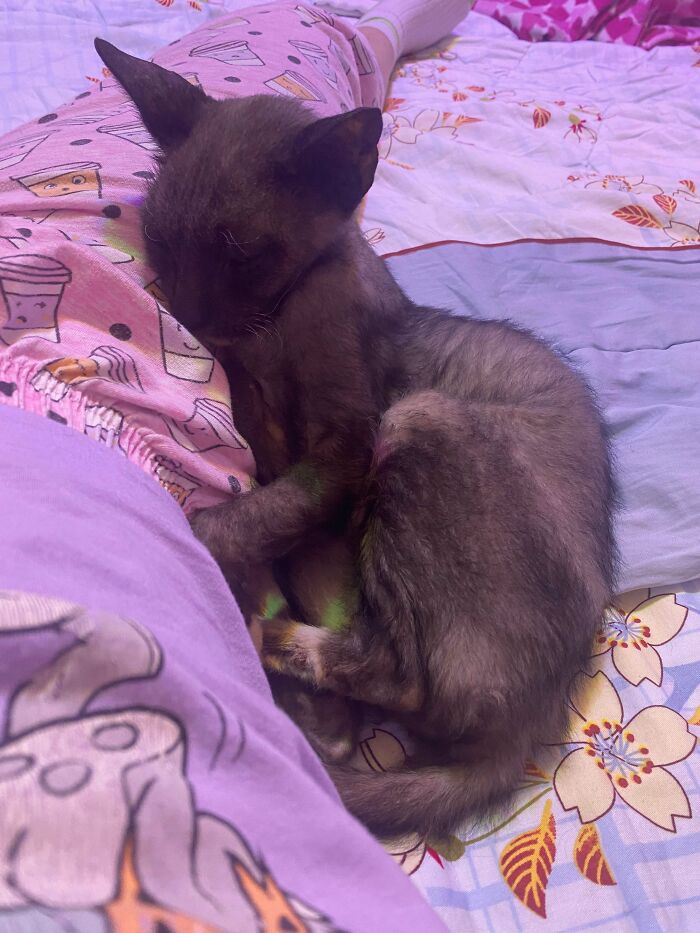 Sleeping black kitten curled up on colorful bed covers, showcasing one of the cutest foster animals in a cozy setting.