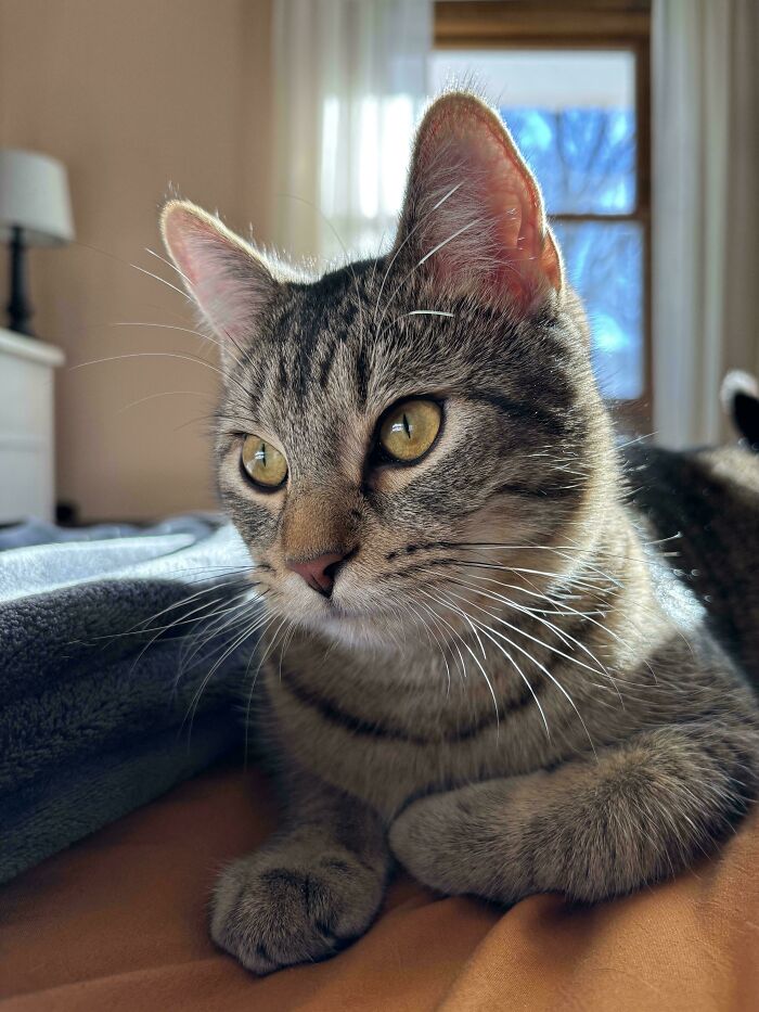 Close-up of a striped tabby cat with bright eyes lying on a bed, showcasing cutest foster animals in a cozy home.