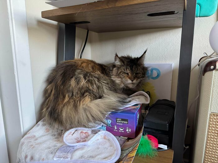 Fluffy foster cat resting on a shelf surrounded by toys and a soft blanket, showcasing cutest foster animals.