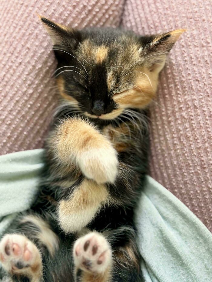 Sleeping calico kitten curled up peacefully, showcasing one of the cutest foster animals wrapped in a soft blanket.