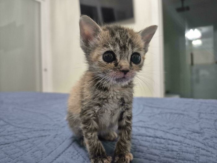 Tiny foster kitten with big eyes sitting on a blue blanket inside a cozy home, one of the cutest foster animals.