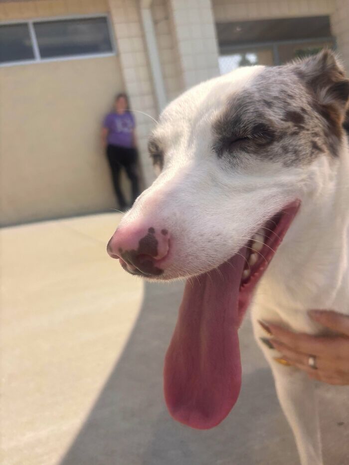 Close-up of a happy dog with tongue out, one hand petting it, showcasing cute foster animals outdoors on a sunny day.