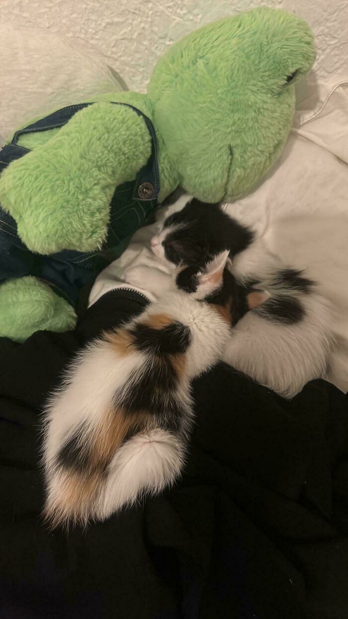 Two adorable foster kittens cuddling next to a large green stuffed animal on a cozy bed setting.