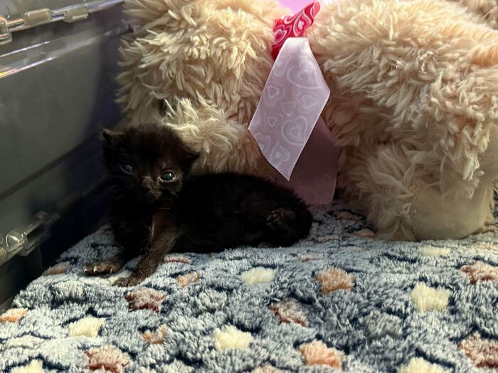 Tiny black kitten resting next to a stuffed animal on a patterned blanket, showcasing the cutest foster animals.