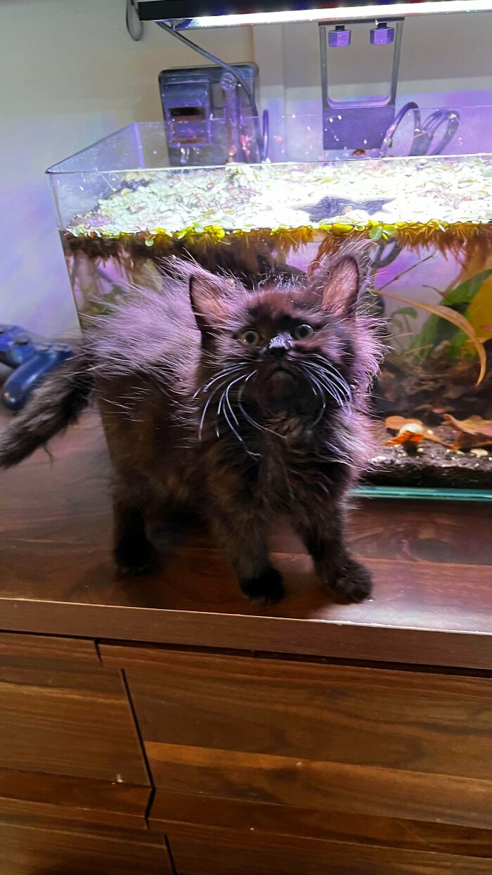 Fluffy black kitten with wide eyes standing on a wooden surface near a brightly lit fish tank, cutest foster animals.