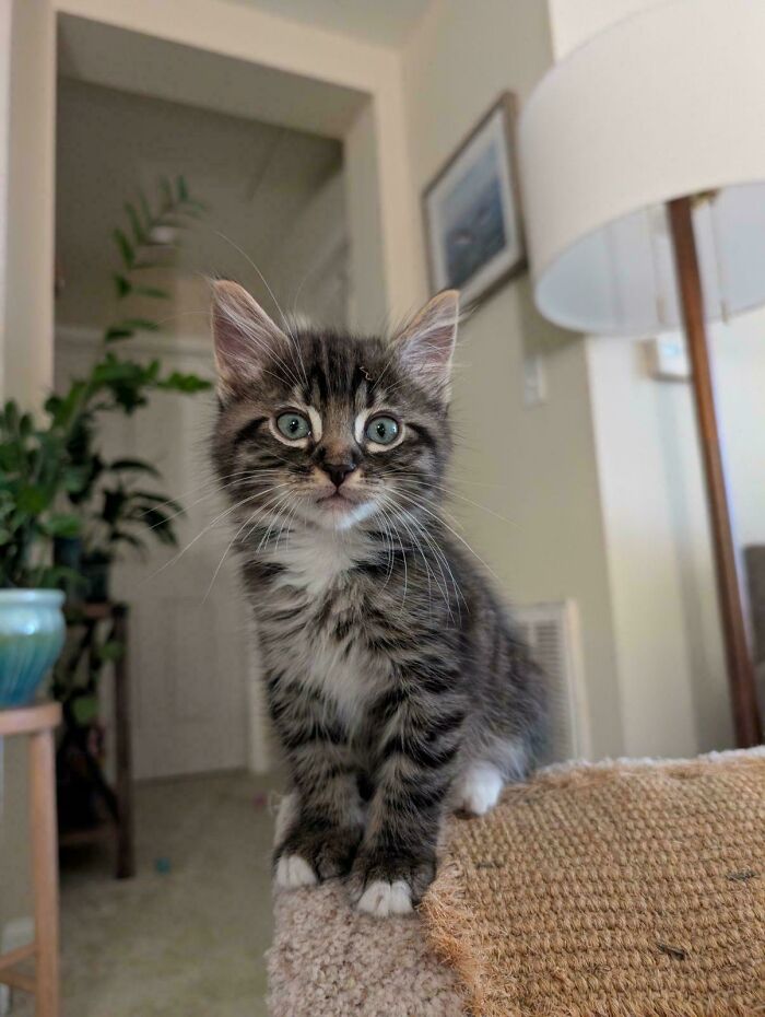 Tabby kitten with green eyes sitting indoors on a textured surface among cutest foster animals in a cozy home setting